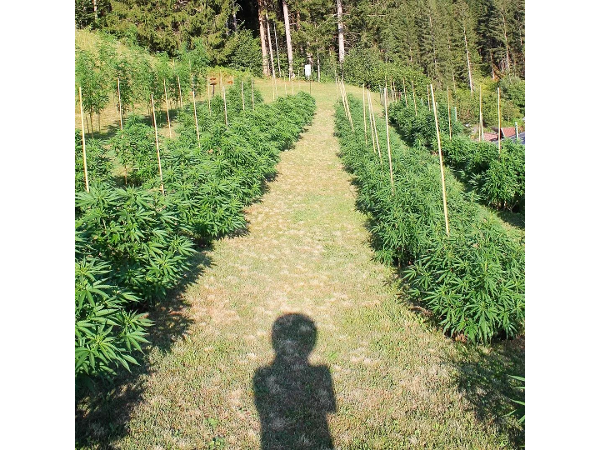 Bild 4 von CBDÖsterreich.at - Hanfprodukte