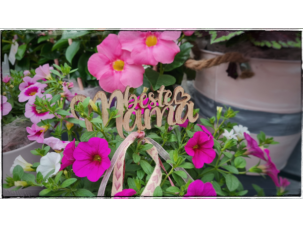 Bild 251 von Gartenbau-Blumen Helmut Friedl