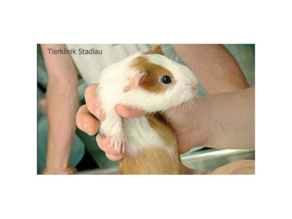 Bild 8 von Tierklinik Stadlau