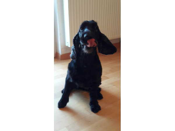 Bild 1 von Hundefriseurin Ellen Fertsch