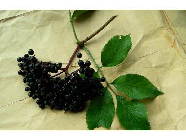 Bild 3 von Fattingerhof - Bio Obstgut