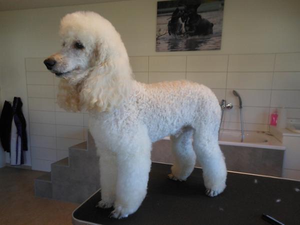 Bild 9 von Hundesalon Melanie