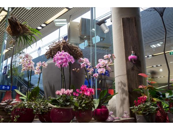 Bild 7 von Blumen im Bahnhof Veronika Schmeikal