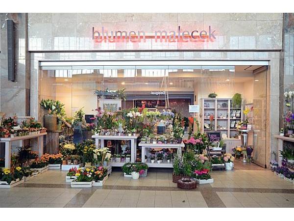 Bild 1 von Blumen Malecek GmbH