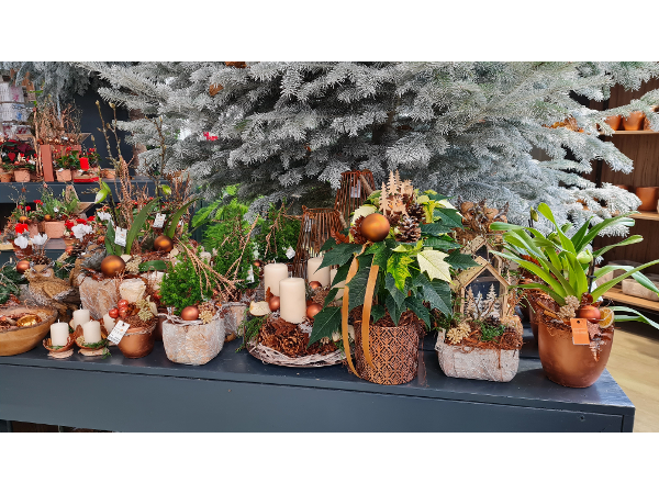 Bild 188 von Gartenbau-Blumen Helmut Friedl