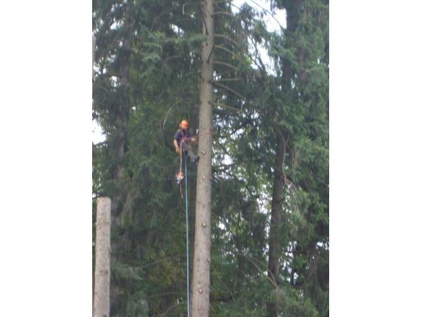 Bild 1 von Sodl Franz Baum- und Gartenservice