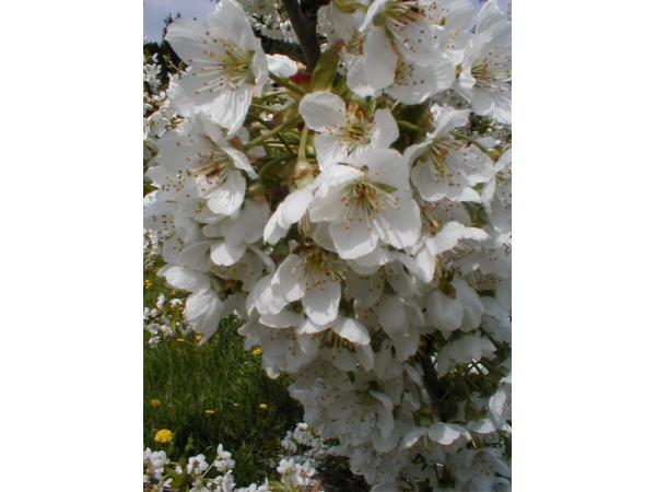 Bild 5 von Fattingerhof - Bio Obstgut