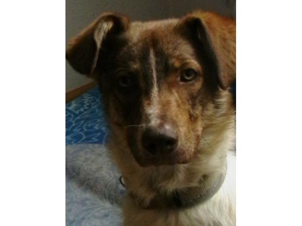 Bild 5 von Wie Hund & Katz - Mag. Michaela Knosp