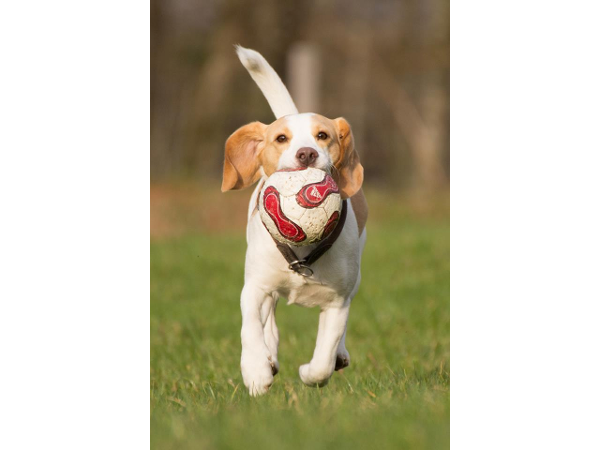 Bild 2 von hundertpro HUND Shop Katrin Priller