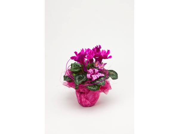 Bild 21 von Blumen Kleissner