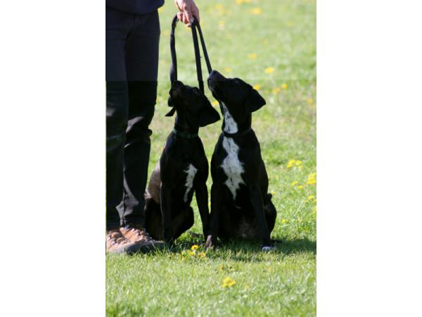Bild 1 von Wiener Hundeschule