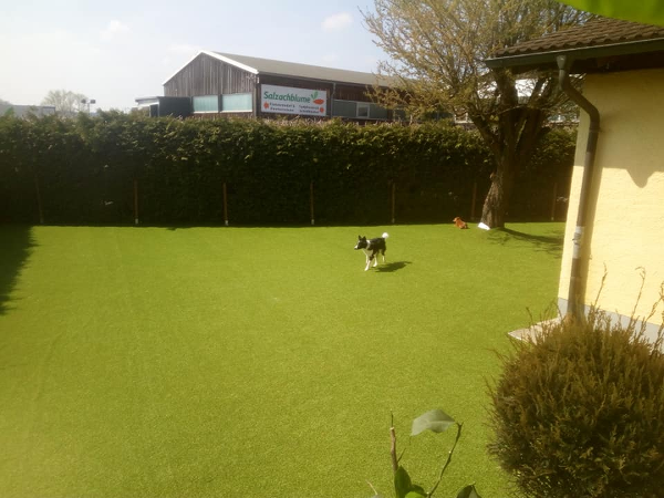 Bild 2 von Danninger Dogs Tierpension & Hundetraining