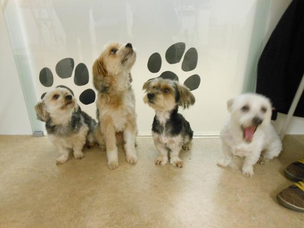 Bild 14 von Hundesalon Melanie