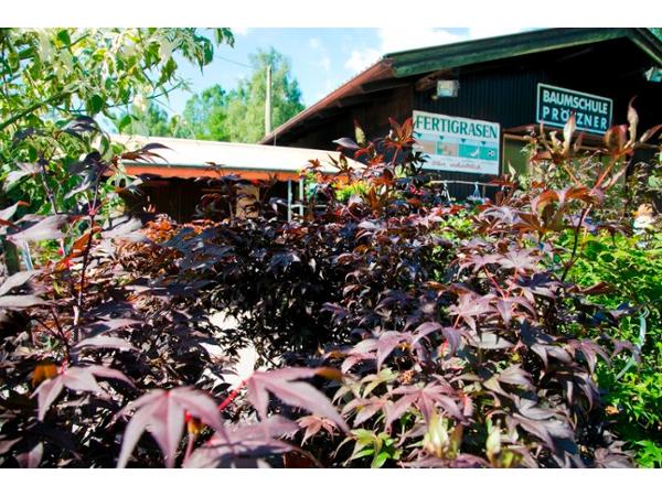 Bild 7 von Baumschule und Gartengestaltung Prötzner