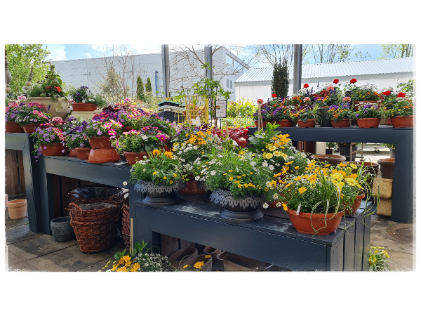 Bild 217 von Gartenbau-Blumen Helmut Friedl