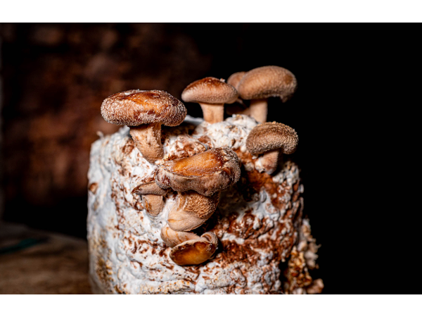 Bild 2 von Schilcherland Pilze KG