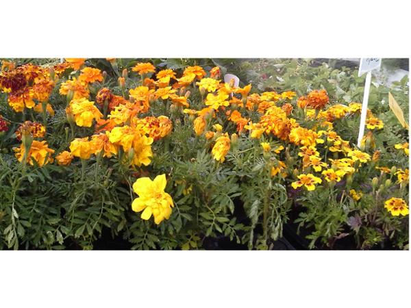 Bild 5 von Blumen Claudia