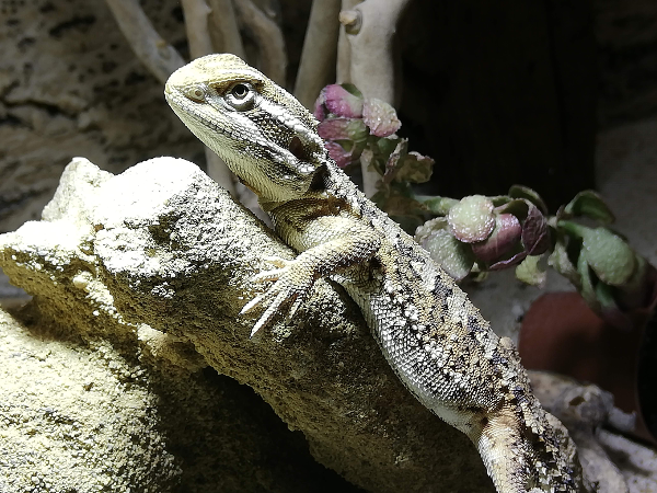Bild 7 von Zoo Austria - Ihr Profi für Terraristik