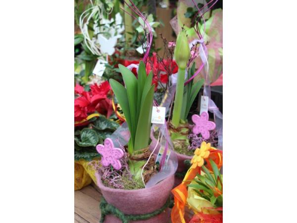 Bild 24 von Gartenbau-Blumen Helmut Friedl