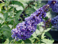 Blumen und Garten Veronika Schmeikal OG