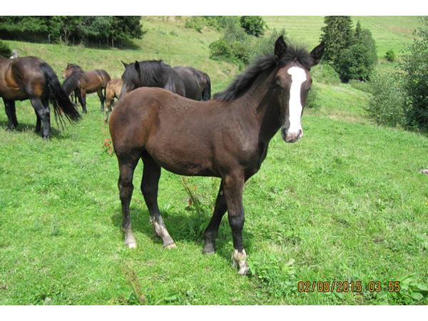 Bild 6 von Schoberhof Fam. Rieder