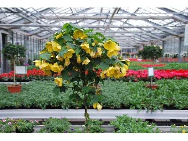 Bild 10 von Blumen und Gärtnerei Riegler GmbH