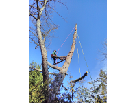TreeBee Iring Süss - Baumschnitt, Höhenarbeit, Siloreinigung