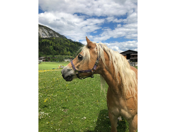 Bild 5 von Eiscafe Ferienpension Haflingerhof