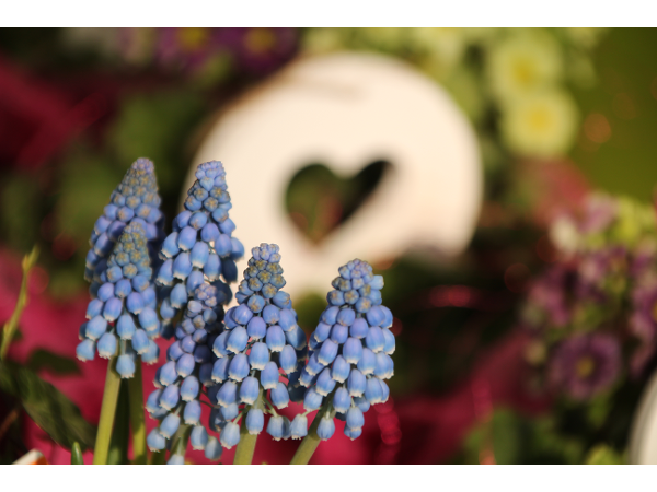 Bild 173 von Gartenbau-Blumen Helmut Friedl