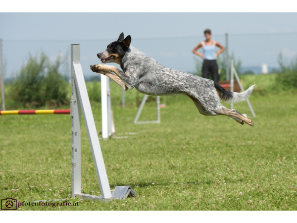 Bild 6 von Hundeschule V.A.S.Z.-Mistelbach