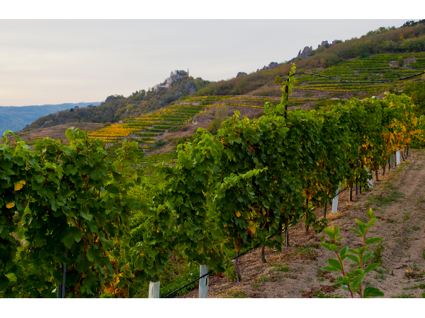 Bild 3 von Weingut Tegernseerhof