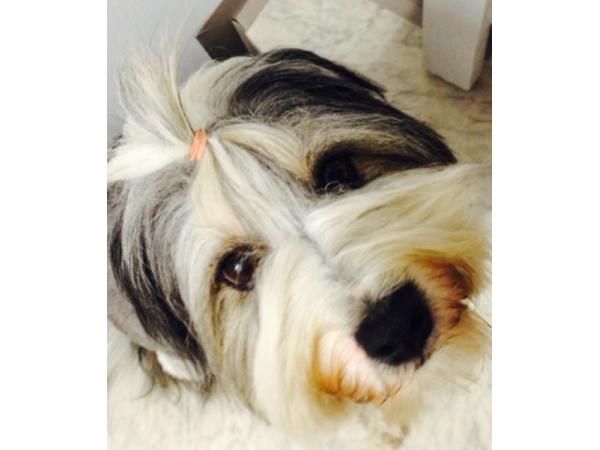 Bild 6 von Hundefriseur Andrea Oppacher in Pinzgau