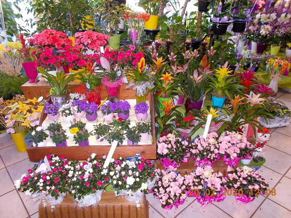 Bild 4 von Blumenhandlung Walter Moser