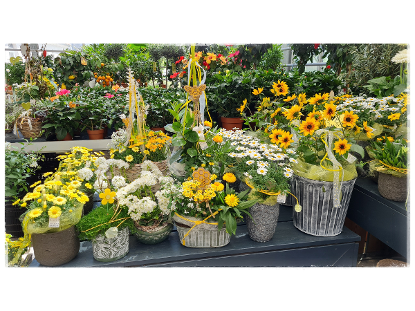 Bild 224 von Gartenbau-Blumen Helmut Friedl