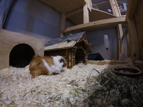 Bild 2 von Mini-Zoo Ganster
