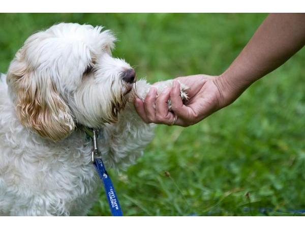 Bild 9 von Ausserferner Hundeschule