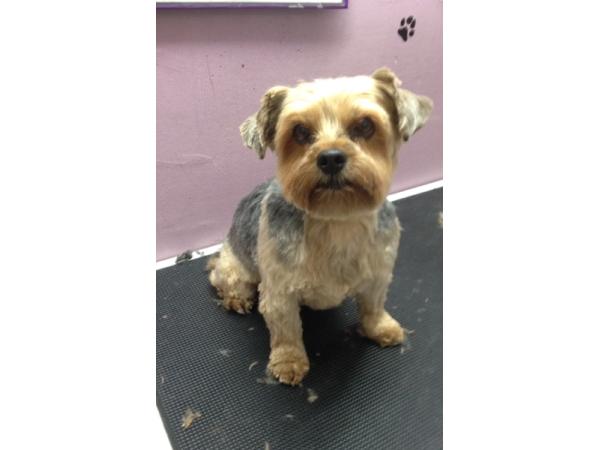 Bild 8 von Hundefriseur Andrea Oppacher in Pinzgau