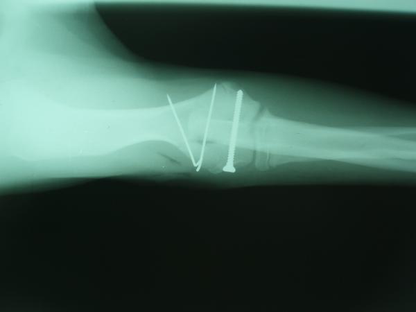 Bild 6 von Dr. med. vet. Rechberger Peter