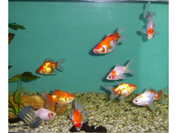 Bild 5 von Mini-Zoo Ganster