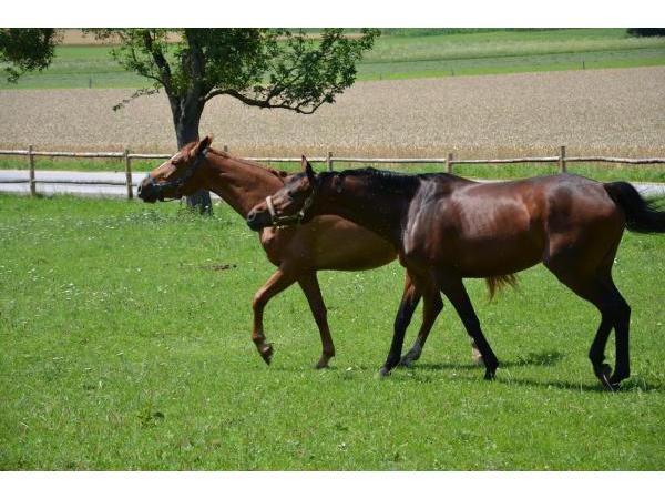 Bild 7 von Reitergut Weissenhof - Fam Veits
