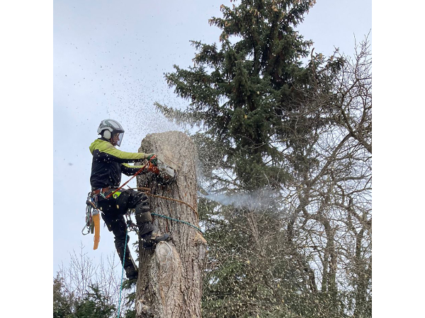 Bild 4 von Baumpflege Mag. Franz Gruber