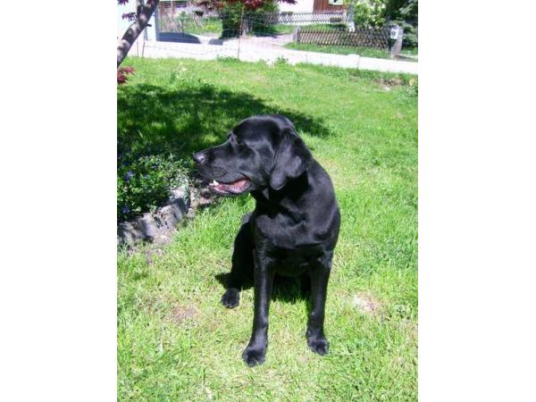 Bild 3 von Hundesalon "Pico-Bello"