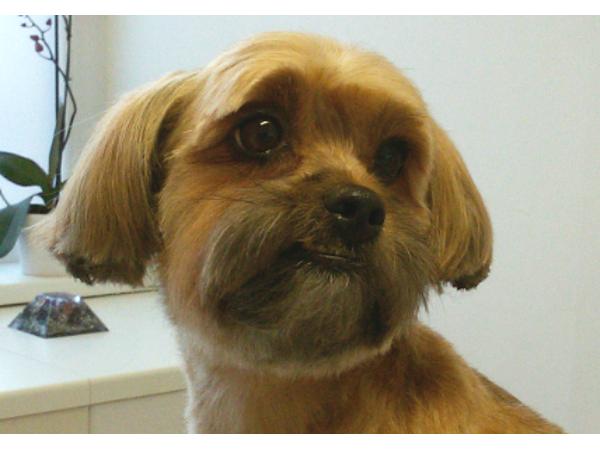 Bild 1 von SCHICK & G'SUND - Tierpflegesalon für Hunde u Katzen