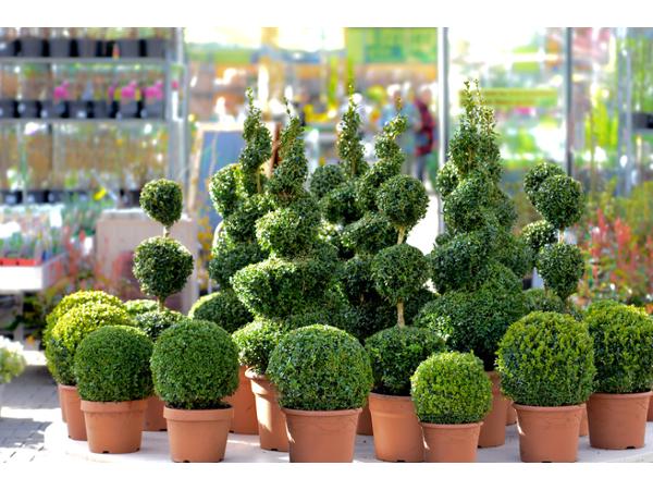 Bild 2 von Blumen Steurer | Ihr Landflorist am URTELHof