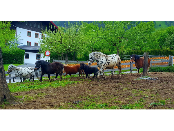 Bild 11 von Unterbiberghof - Familie Hörl
