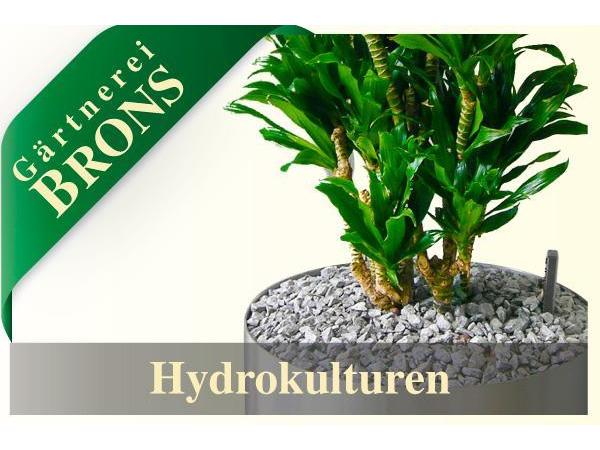 Bild 7 von Gärtnerei Brons - Filiale Flora Brons