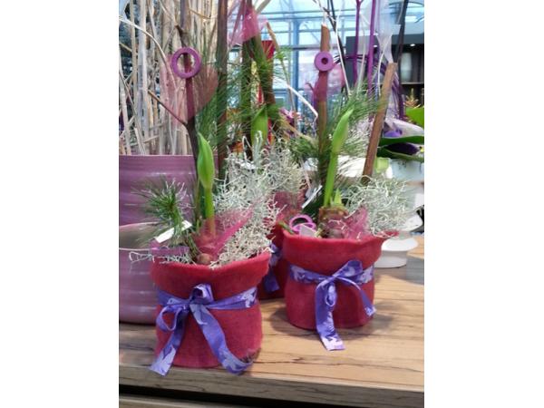Bild 62 von Gartenbau-Blumen Helmut Friedl