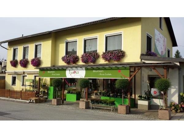 Bild 1 von Blumen Luger