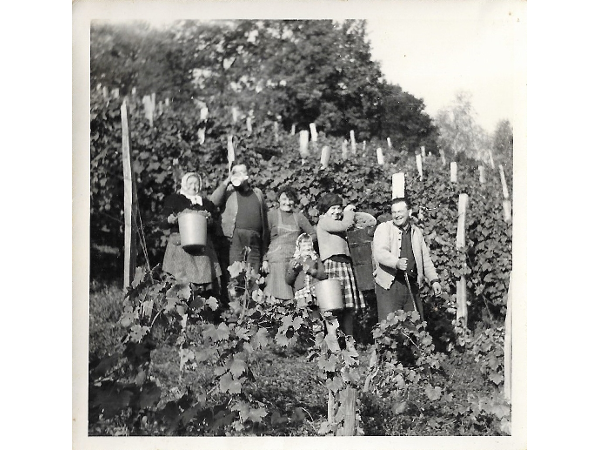 Bild 1 von Weingut - Gästehaus Birnstingl