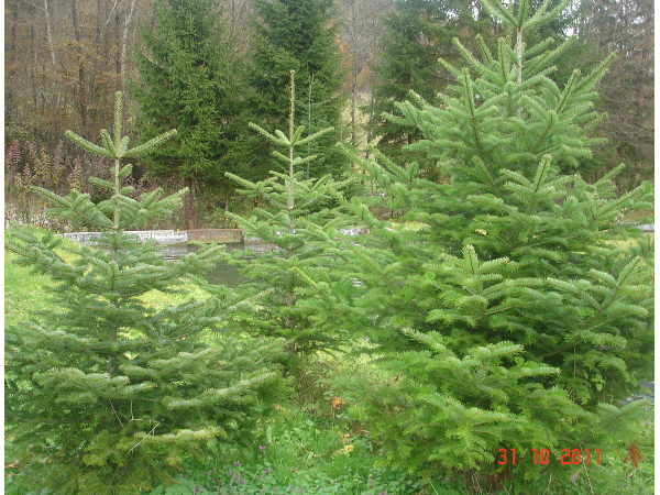 Bild 3 von Christbaumhandel und Forellenzucht Offner Albin